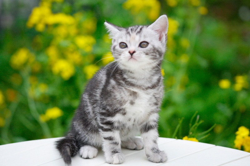 猫