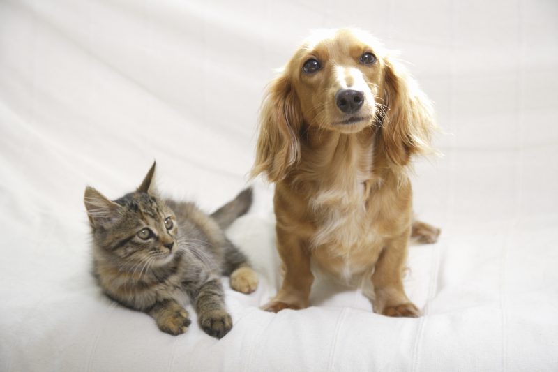 猫と犬
