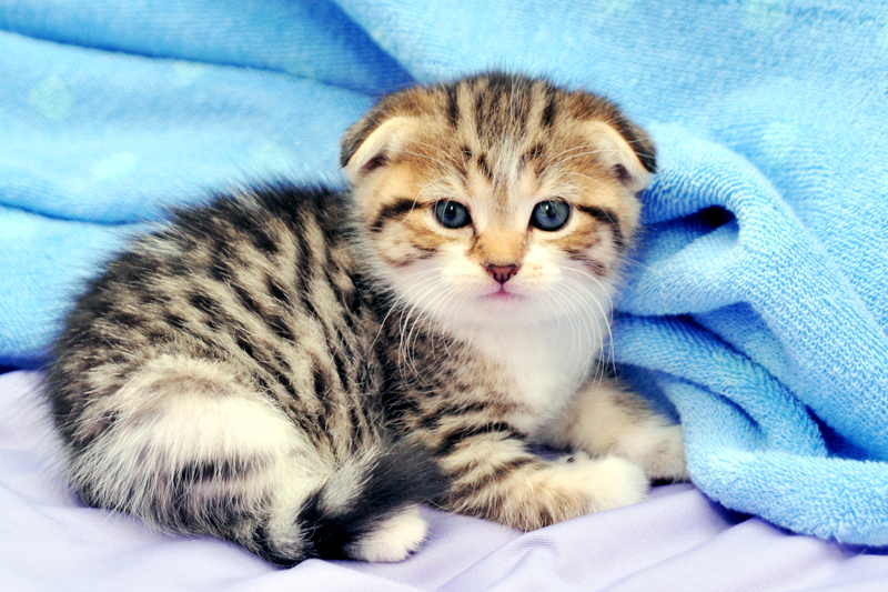 猫