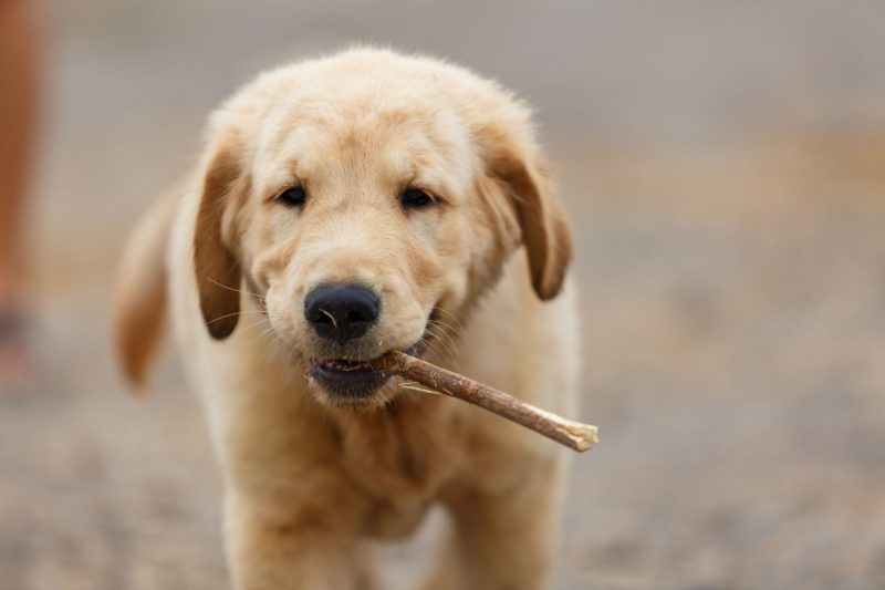 犬