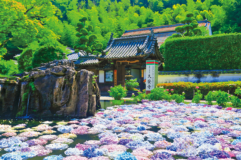 久安寺の「あじさいうかべ」