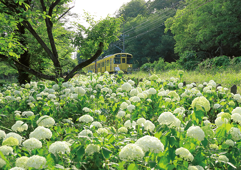 北山公園と西武鉄道