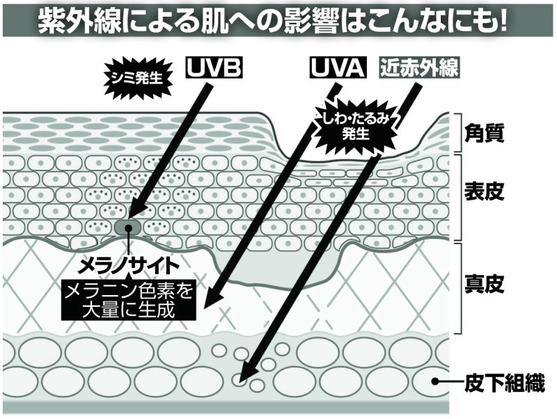 紫外線による肌への影響はこんなにも！