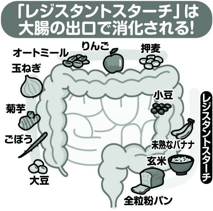 「レジスタントスターチ」は大腸の出口で消化される！