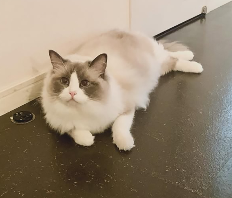 遠野さんが家族として過ごした愛猫の愁くん（インスタグラムより）