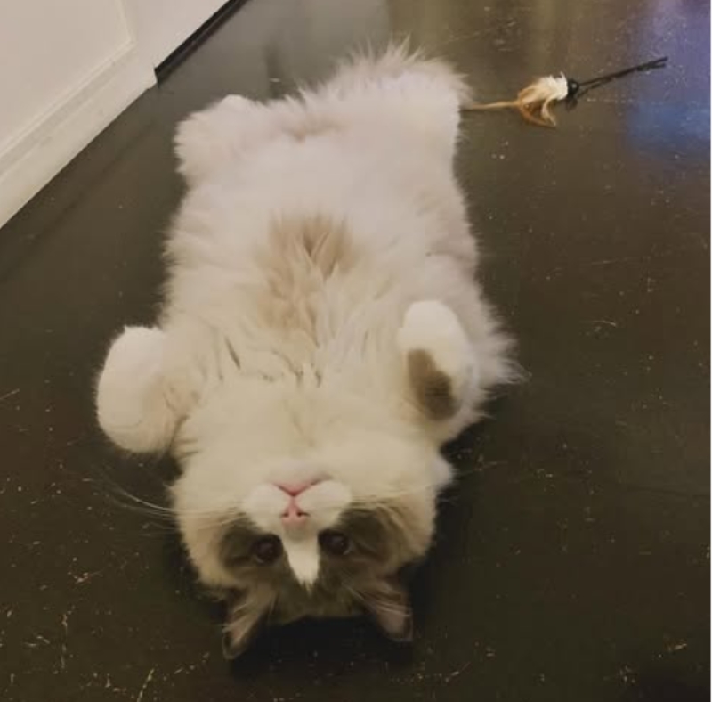 昨年春から飼い始めたという（インスタグラムより）