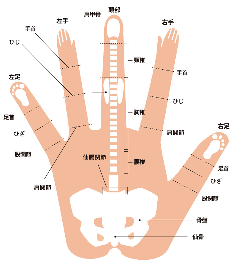 骨と手の甲