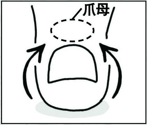 美容液やオイルは、皮膚にも塗り込む（イラスト／鈴木みゆき）