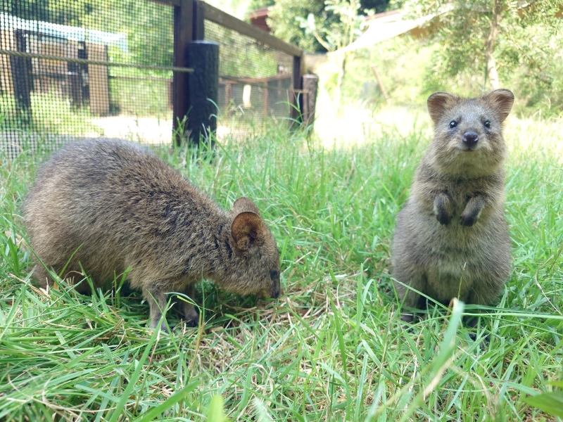 実は絶滅危惧種であるクオッカ（写真提供／埼玉県こども動物自然公園）