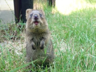 《“世界一しあわせな動物”知っていますか?》日本でここだけ!小型カンガルー「クオッカ」に会え…