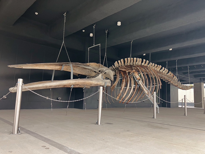 （写真提供／北海道大学総合博物館）