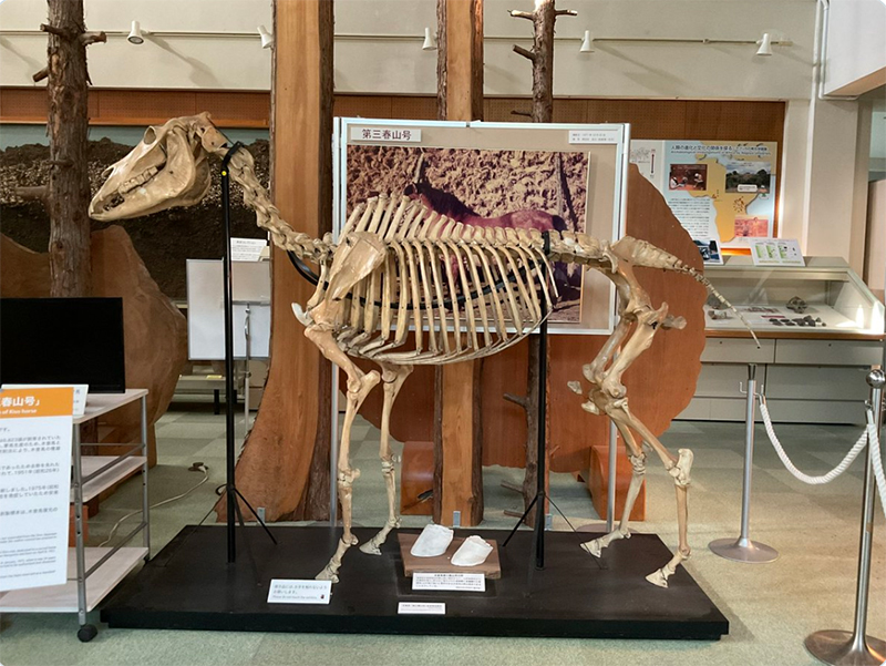 （写真提供／名古屋大学博物館）