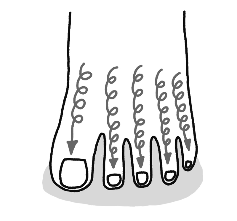 1本ずつ、爪先まで円を描くようにマッサージする（イラスト／鈴木みゆき）