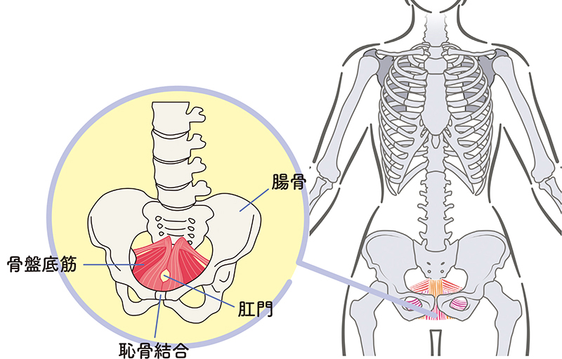 骨盤底筋