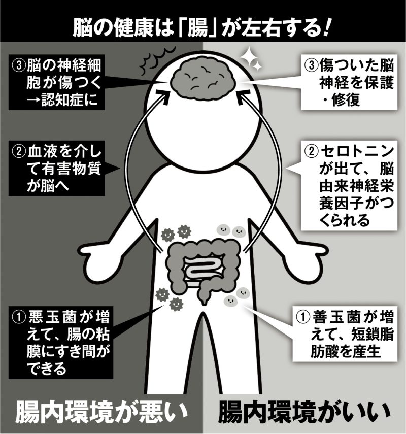 脳の健康は「腸」が左右する！
