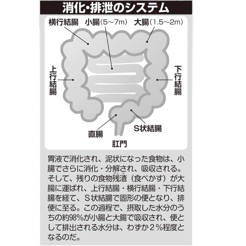 消化・排泄のシステム