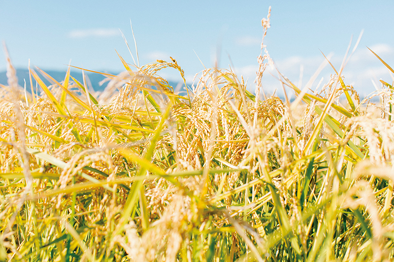 新米フィーバーで品切れ解消