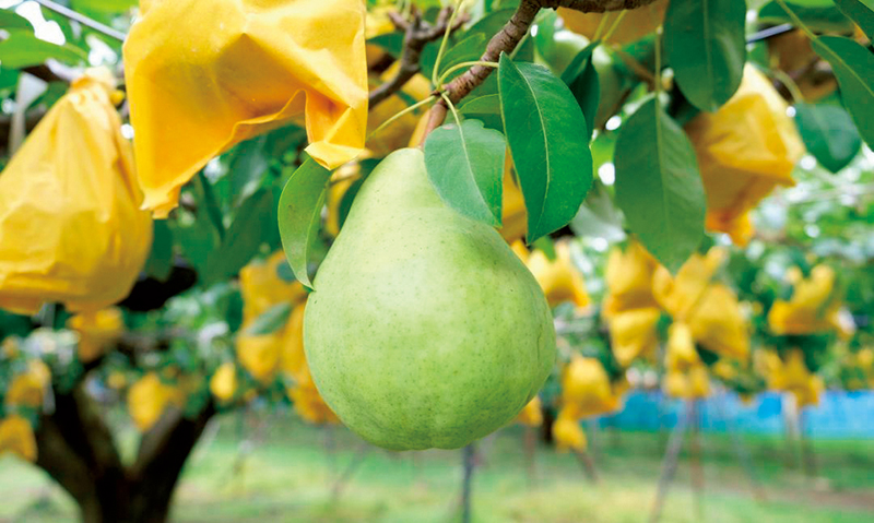 「ル レクチェ 自家用　約4kg」