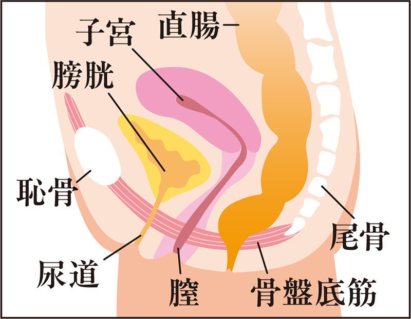 骨盤底筋を図解
