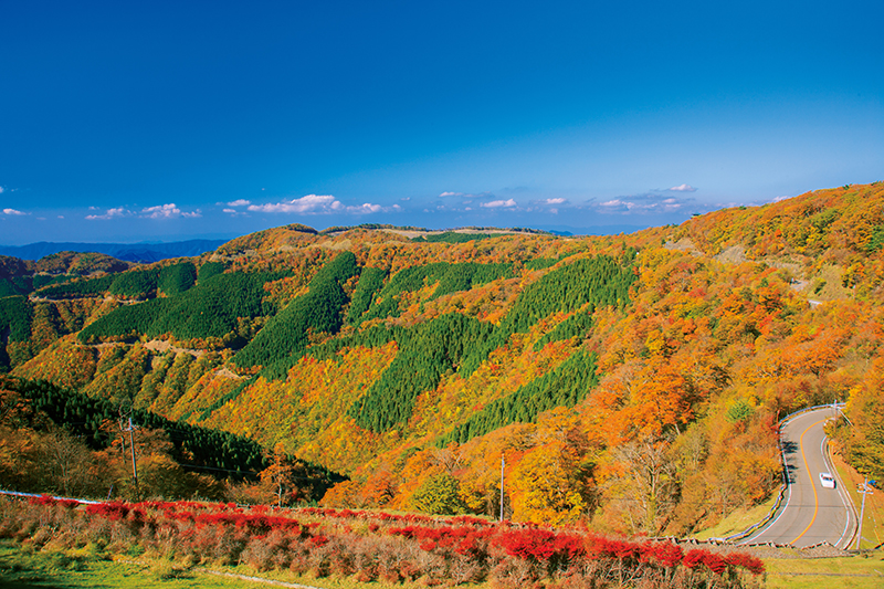 天空の紅葉ドライブへ「和歌山県・高野龍神スカイライン」