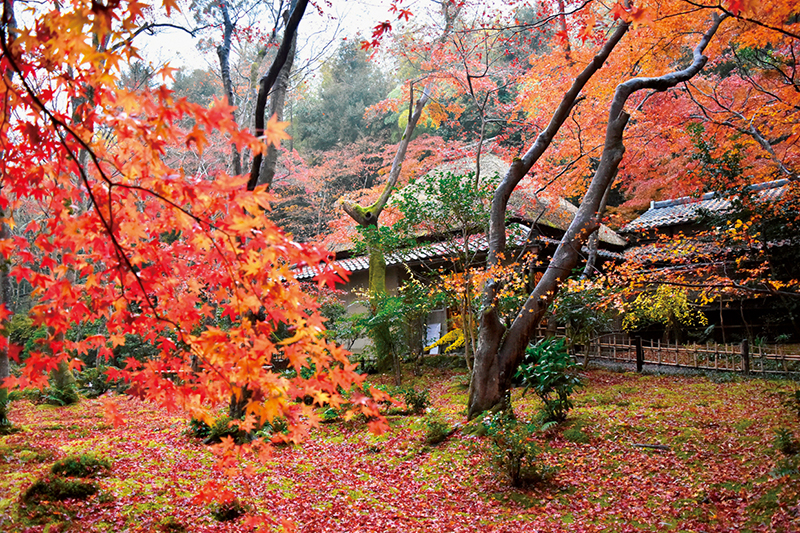竹林と青紅葉に包まれ、秋になると深紅に彩られる草庵・祇王寺