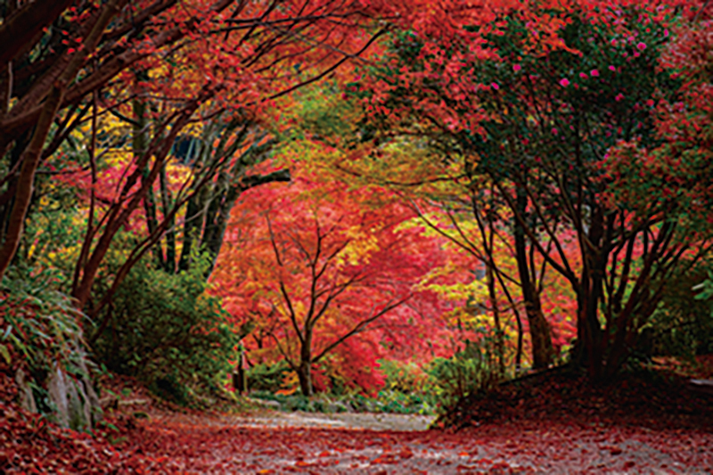『環境芸術の森』の1万本超の紅葉は圧巻