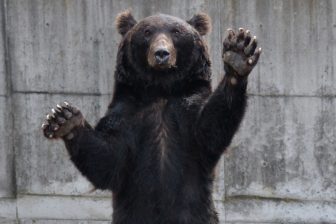 《市街地に出没するクマ急増》「世田谷区にも」の予測まで…“人喰いグマ”に撃退アイテムはまったく役に立たない現実、“クマ除けの鈴”は「獲物がここにいる」と知らせるだけ