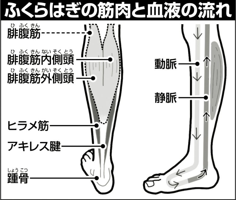 ふくらはぎの筋肉と血液の流れ