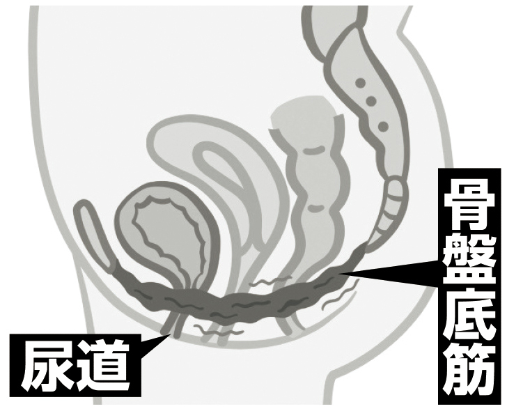 骨盤底筋の筋力が低下すると、膀胱や尿道を支えきれず尿漏れや頻尿が起こる