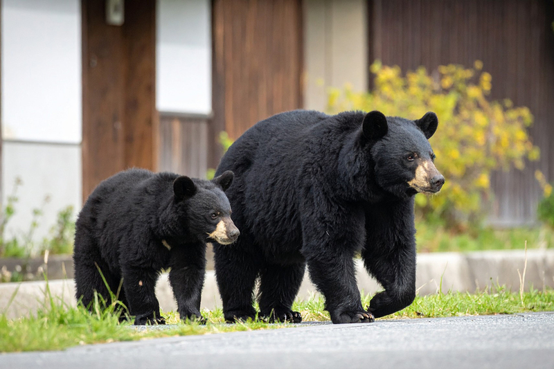 近年、街に近い場所でクマが増えている（写真／PIXTA、AI生成画像）