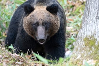 《クマ被害はどうなる？》「2026年のブナの実は豊作」の予測　緑が芽吹く5月頃には山に戻る？　20…