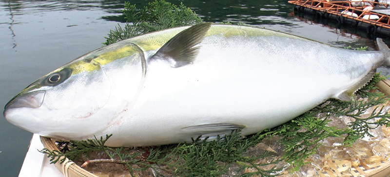 AIやICT技術を活用したスマート給餌機で育った「AIはまち」（写真提供／くら寿司）