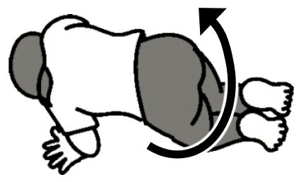 上から見るとこう！（イラスト／藤井昌子）