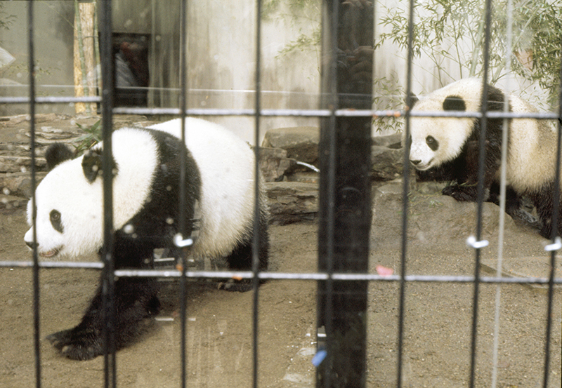 日本で初公開されたカンカン（康康／オス）とランラン（蘭蘭／メス）（写真／アフロ）