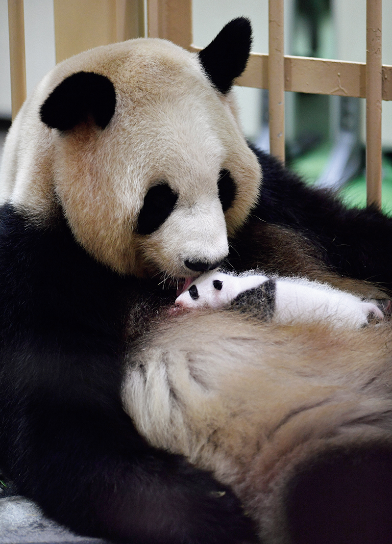 良浜（写真／アフロ）