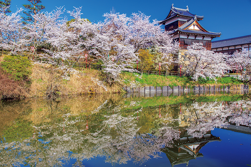 城跡には約600本の桜が堀を囲み、「御殿桜」と呼ばれ親しまれている（写真／アフロ）