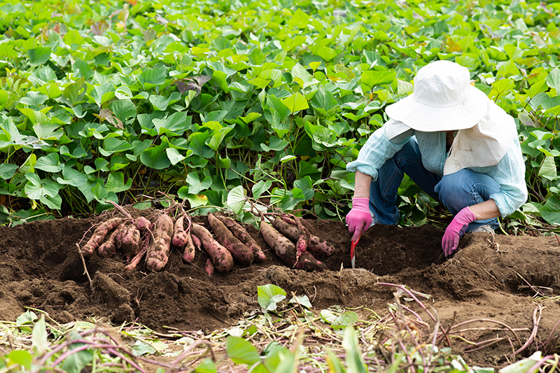 香織はひとりで畑仕事をしていたという。（写真／PIXTA）
