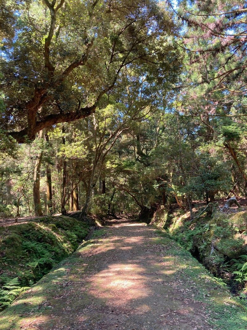 新薬師寺からちょっと足を延ばして、ささやきの小径へ。（提供／春日大社）