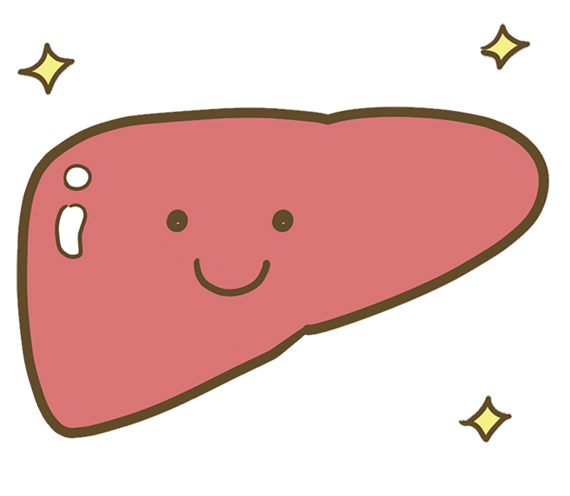 元気な肝臓の場合（イラスト／成瀬 瞳）