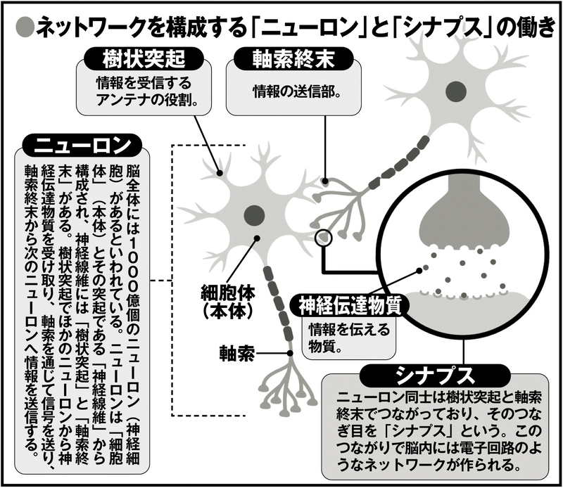 脳内で複雑につながりあう「ネットワーク」