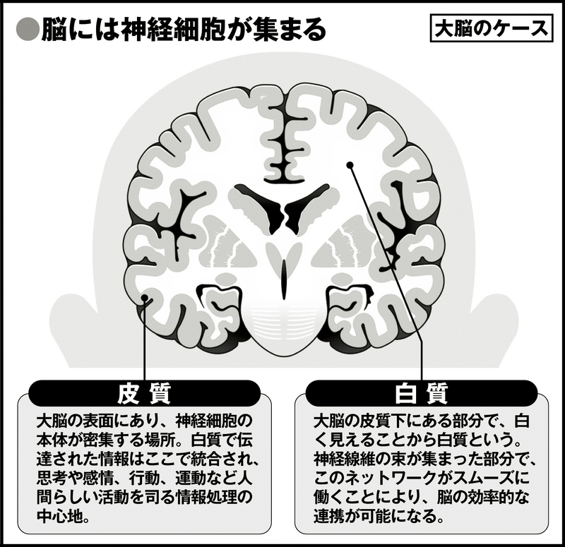 脳には神経細胞が集まる