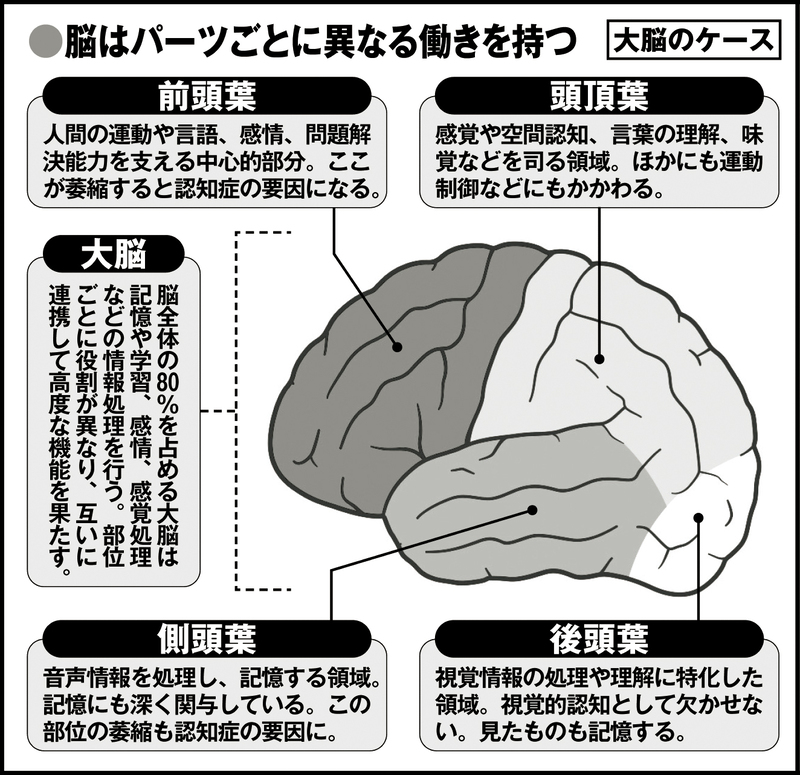 脳はパーツごとに異なる働きを持つ