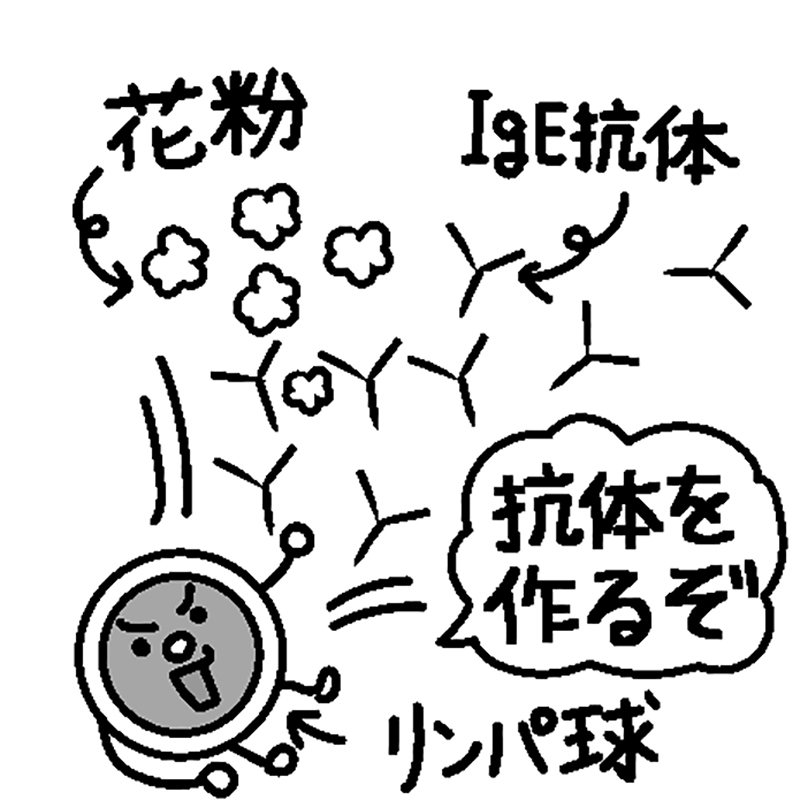 リンパ球が花粉を異物と認識しIgE抗体を作る（イラスト／藤井昌子）