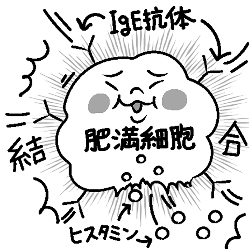 再び花粉が侵入。抗体が肥満細胞と結合し、ヒスタミンなどを放出（イラスト／藤井昌子）