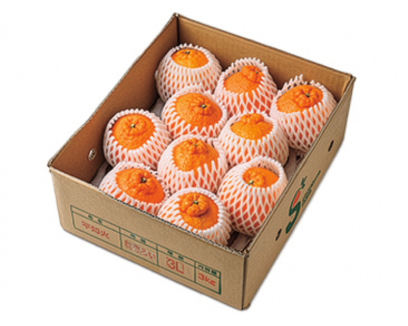 「すぎもと農園」不知火（撮影／田中宏幸）