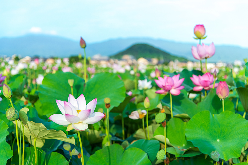 「お迎え現象」では亡くなった家族と会えたり、そこで見られるはずのない場所にいることが…（写真／PIXTA）