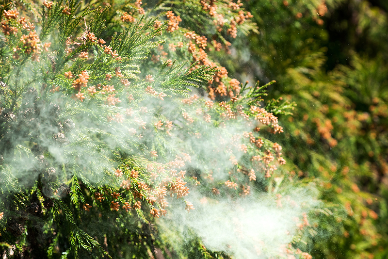 食事と生活習慣で体を内側から整えれば、花粉症を乗り切ることができる（写真／PIXTA）
