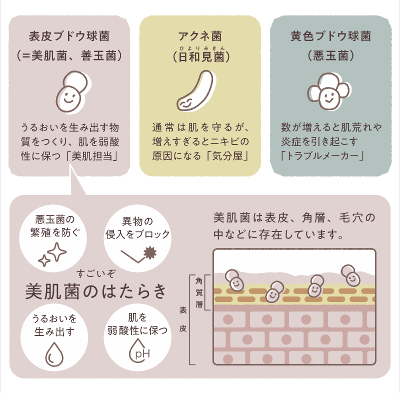 代表的な肌の常在菌とその働き
