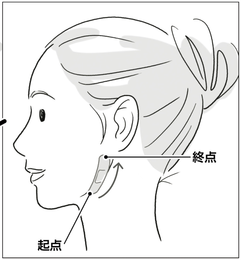 えらの下側に指を入れて押すと痛みを感じる箇所を起点に貼る（イラスト／上田惣子）