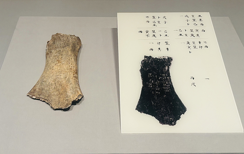 卜占（ぼくせん）に使われた卜骨（ぼつこつ） （写真／共同通信社）